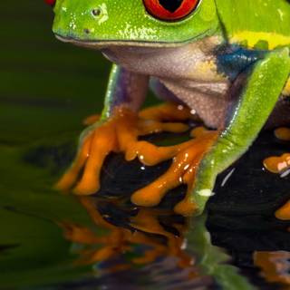 Frog iPhone wallpaper