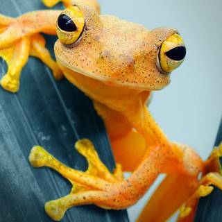 Frog iPhone wallpaper