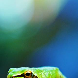 Frog iPhone wallpaper