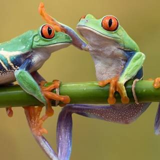 Frog iPhone wallpaper