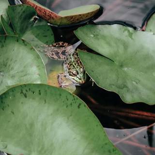 Frog iPhone wallpaper