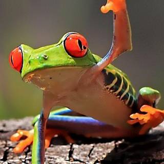 Frog phone wallpaper