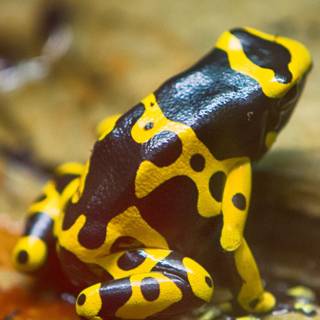 Frog iPhone wallpaper