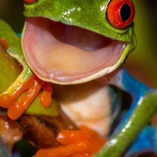 Frog phone wallpaper