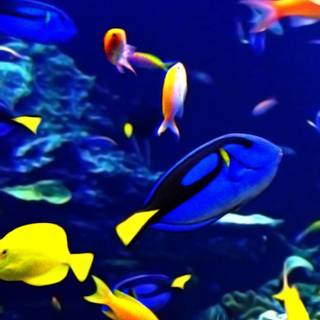 Fish phone wallpaper