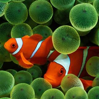 Fish phone wallpaper