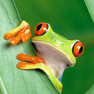 Frog phone wallpaper