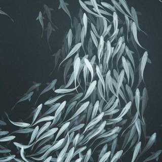 Fish phone wallpaper
