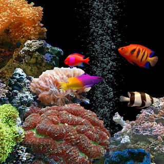 Fish phone wallpaper