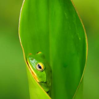 Frog phone wallpaper