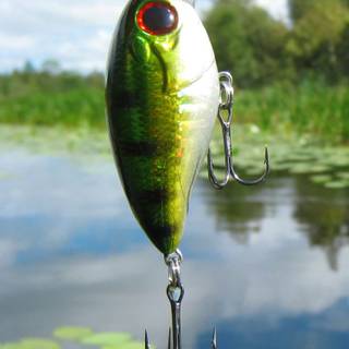 Fish phone wallpaper