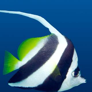 Fish phone wallpaper