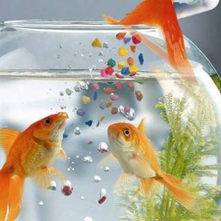 Fish phone wallpaper