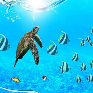 Fish phone wallpaper