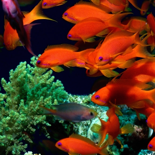 Fish phone wallpaper