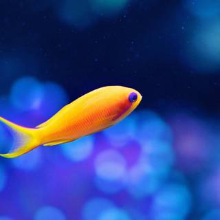 Fish phone wallpaper