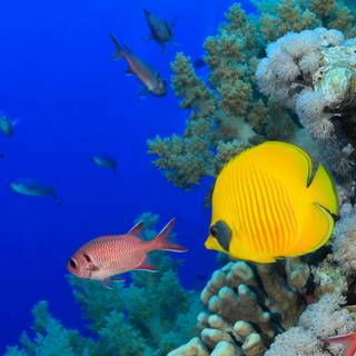 Fish phone wallpaper