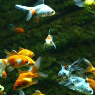 Fish phone wallpaper