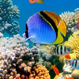 Fish phone wallpaper