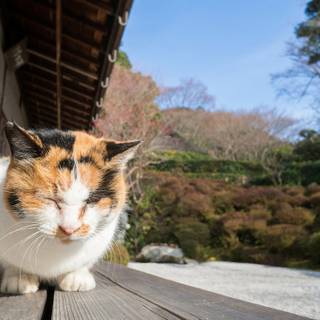 Japanese cat desktop wallpaper