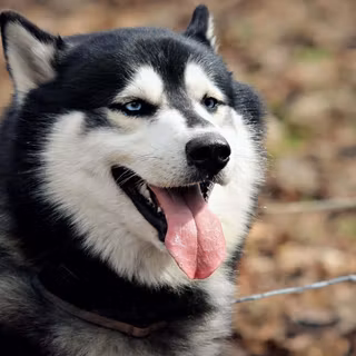 Cute Alaskan husky wallpaper