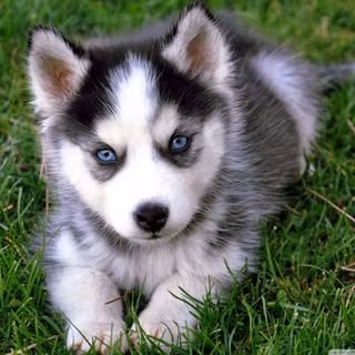 Cute Alaskan husky wallpaper