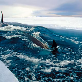 Arctic Ocean wallpaper