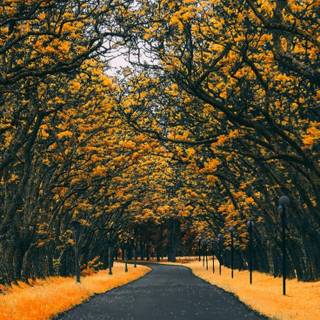 Autumn 4k iPhone wallpaper