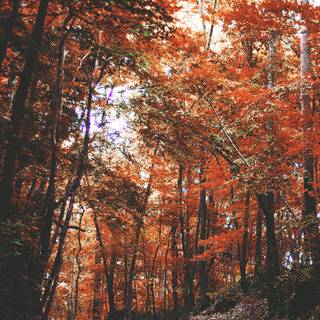 Autumn 4k iPhone wallpaper