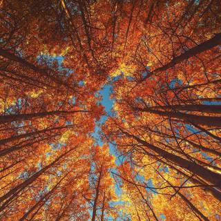 Autumn 4k iPhone wallpaper