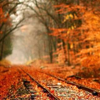 Autumn train tracks wallpaper
