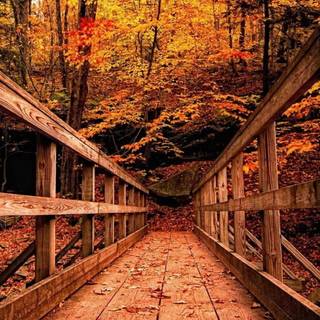 Autumn 4k iPhone wallpaper