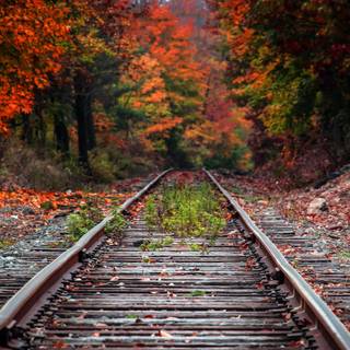 Autumn train tracks wallpaper