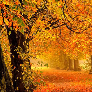 Cozy autumn vertical wallpaper