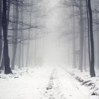 Foggy forest winter wallpaper