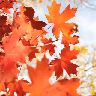 Cozy autumn vertical wallpaper