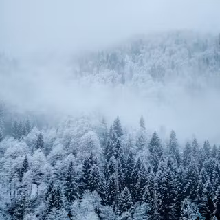 Foggy forest winter wallpaper