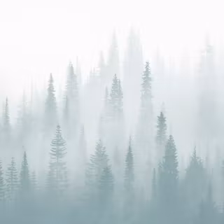 Foggy forest winter wallpaper