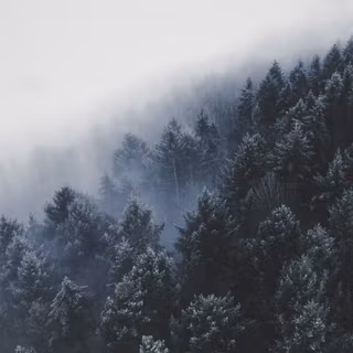Foggy forest winter wallpaper