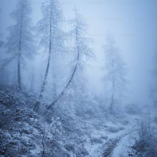 Foggy forest winter wallpaper