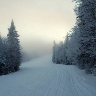 Foggy forest winter wallpaper