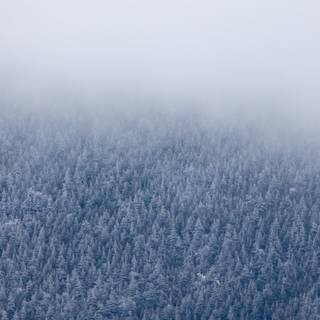 Foggy forest winter wallpaper