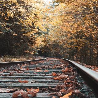 Autumn train tracks wallpaper
