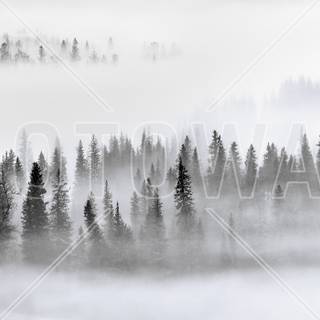 Foggy forest winter wallpaper
