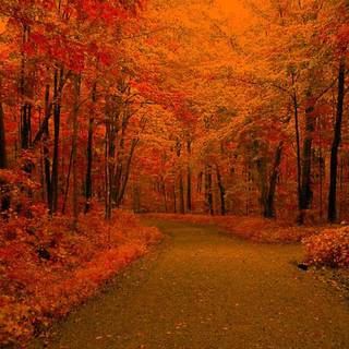 Outside autumn wallpaper