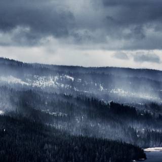 Foggy forest winter wallpaper