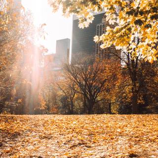 Autumn Barcelona wallpaper