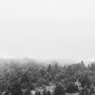 Foggy forest winter wallpaper