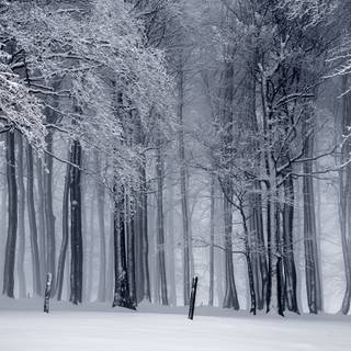 Foggy forest winter wallpaper