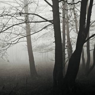 Foggy forest winter wallpaper